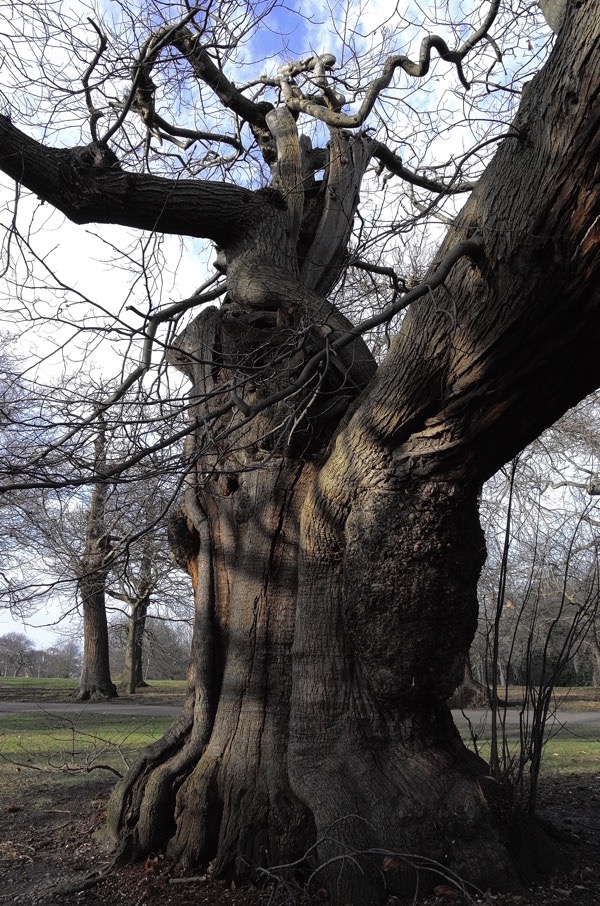 Old Trees In Greenwich Park Spitalfields Life