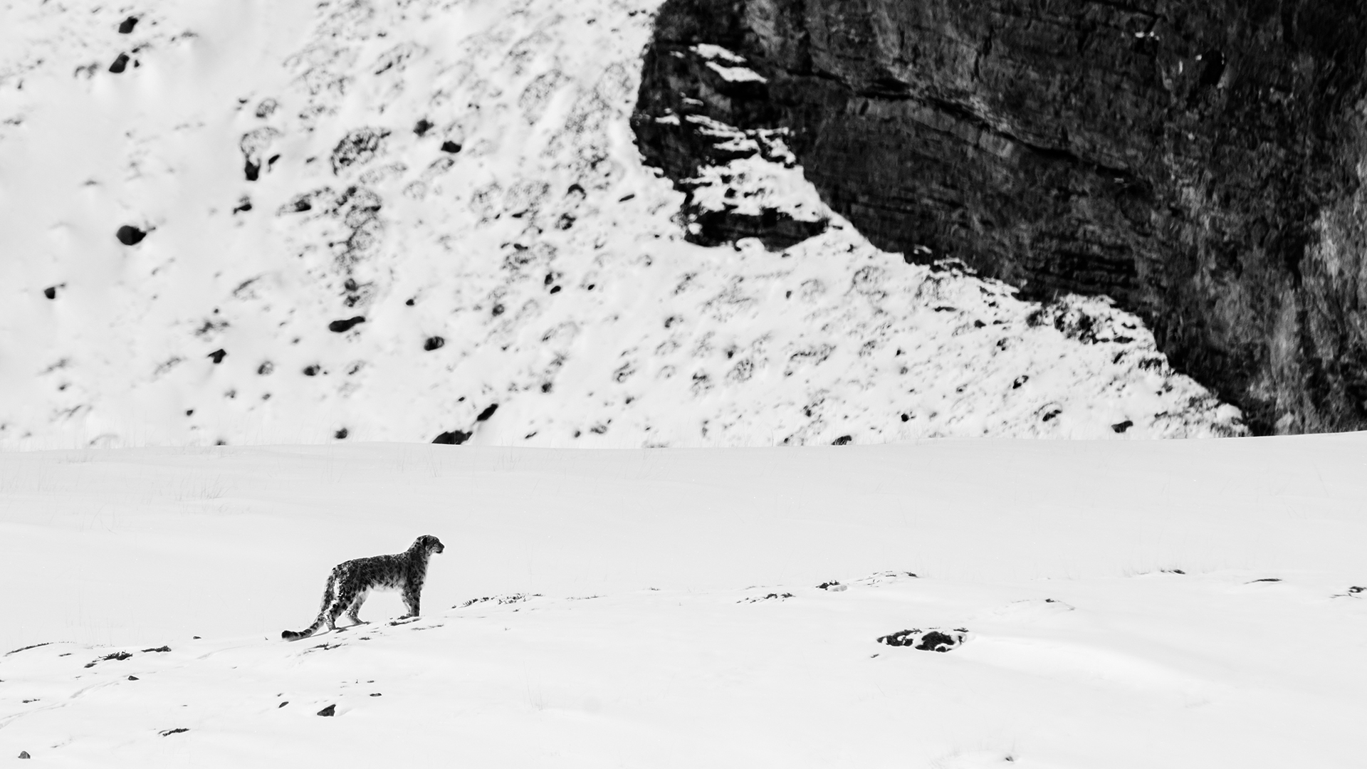 Track the Elusive Snow Leopard trip on a Safari with Spiti EcoSphere