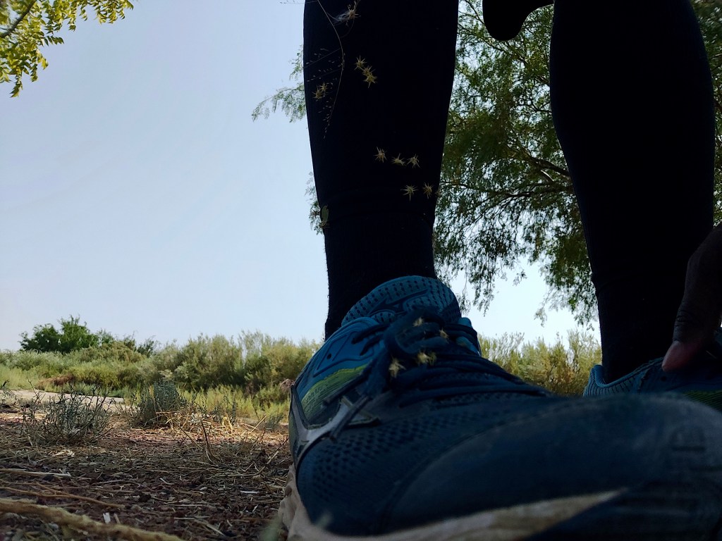 Garmin Coach Half Marathon Training Plan Week 8 SPITLOGIC