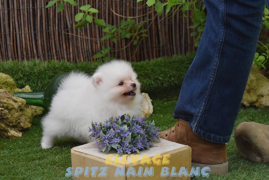 Spitz Nain Blanc elevage de spitz nain Spitz Nain Blanc