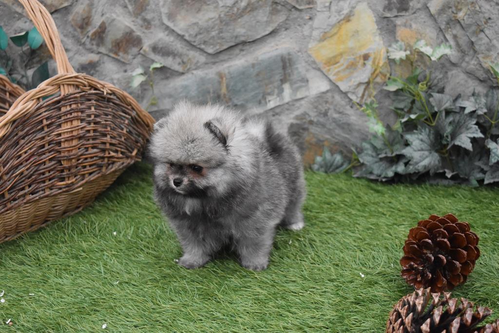 Spitz Nain Blanc spitz nain loup gris