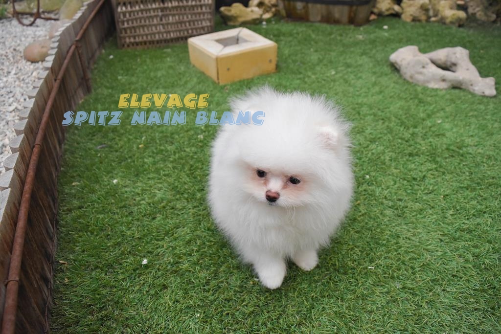Spitz Nain Blanc elevage spitz nain Spitz Nain Blanc