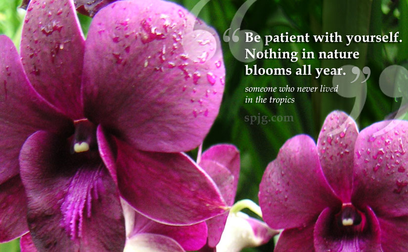 Be patient with yourself. Nothing in nature blooms all year.