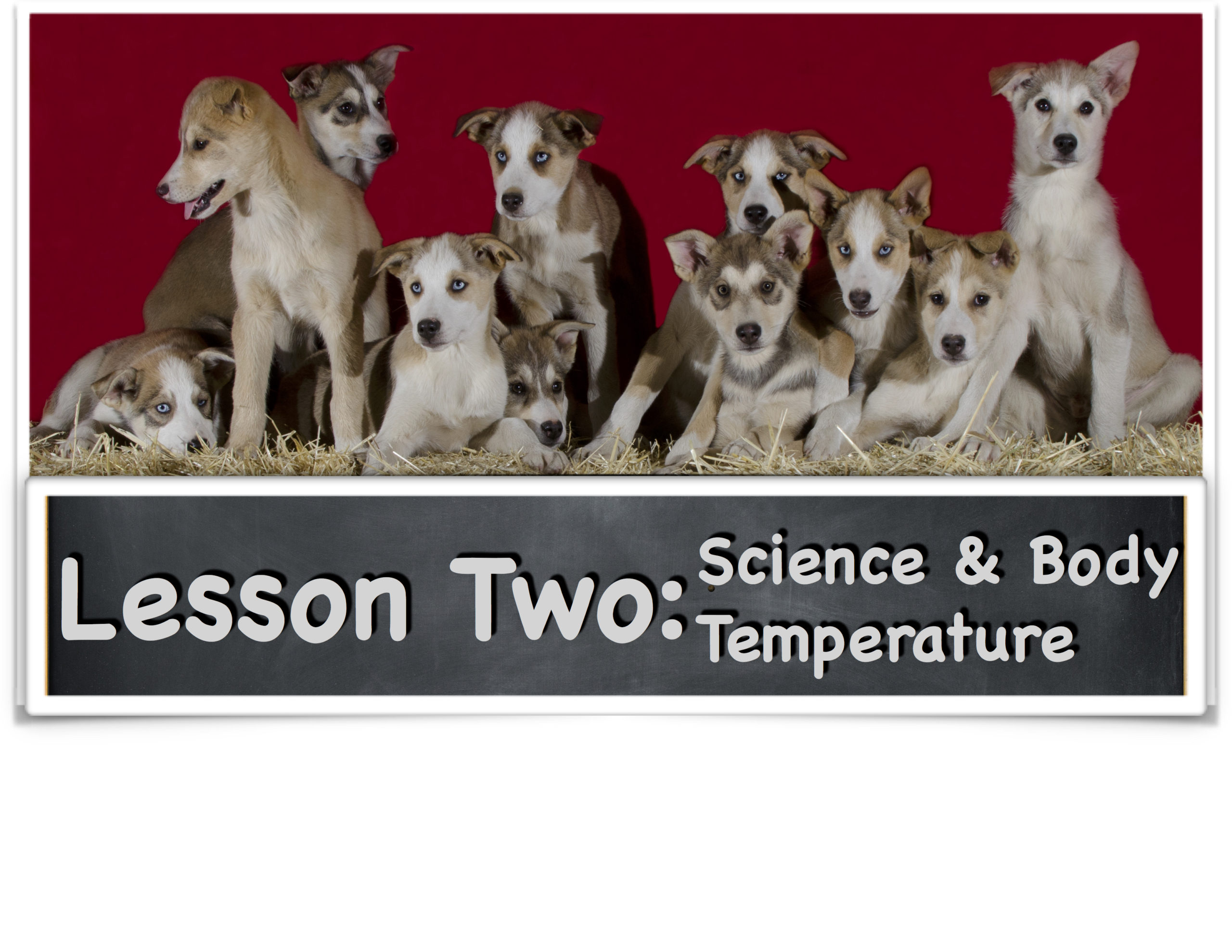 Husky Homeroom Lesson Two Science & Body Temperature SP Kennel