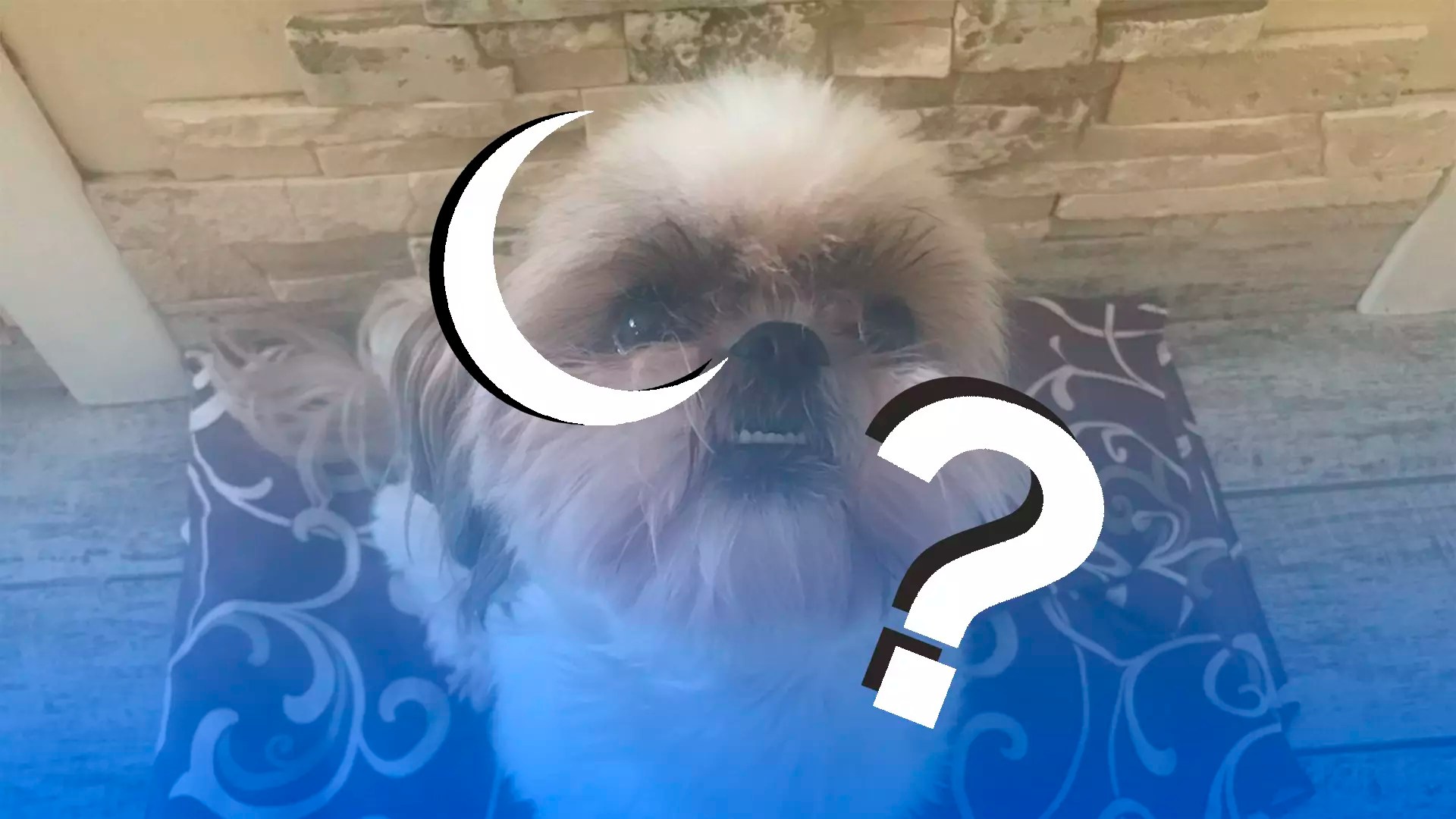 Why shouldn’t you sleep with your dog? Splaitor