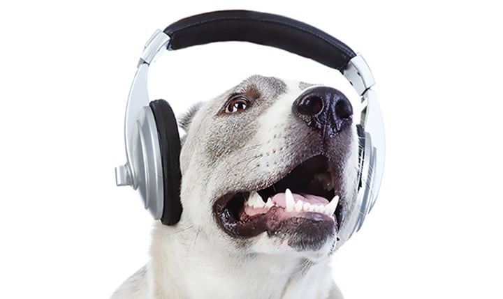 High Tech Pet Gear You Didn’t Know You Needed Splash and Dash For Dogs