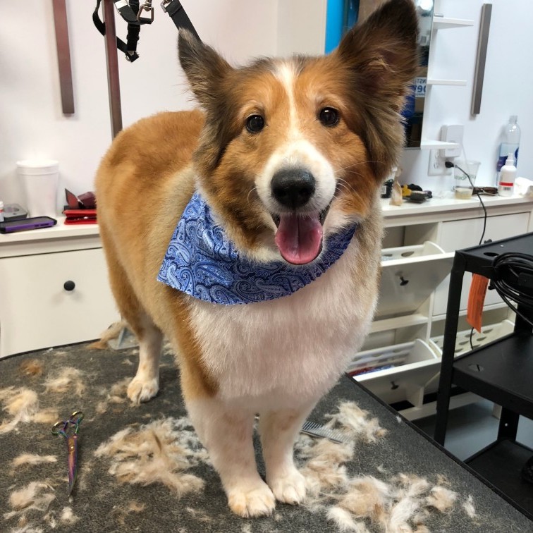 Splash and Dash Groomerie & Boutique Dog Grooming, Baton Rouge, LA