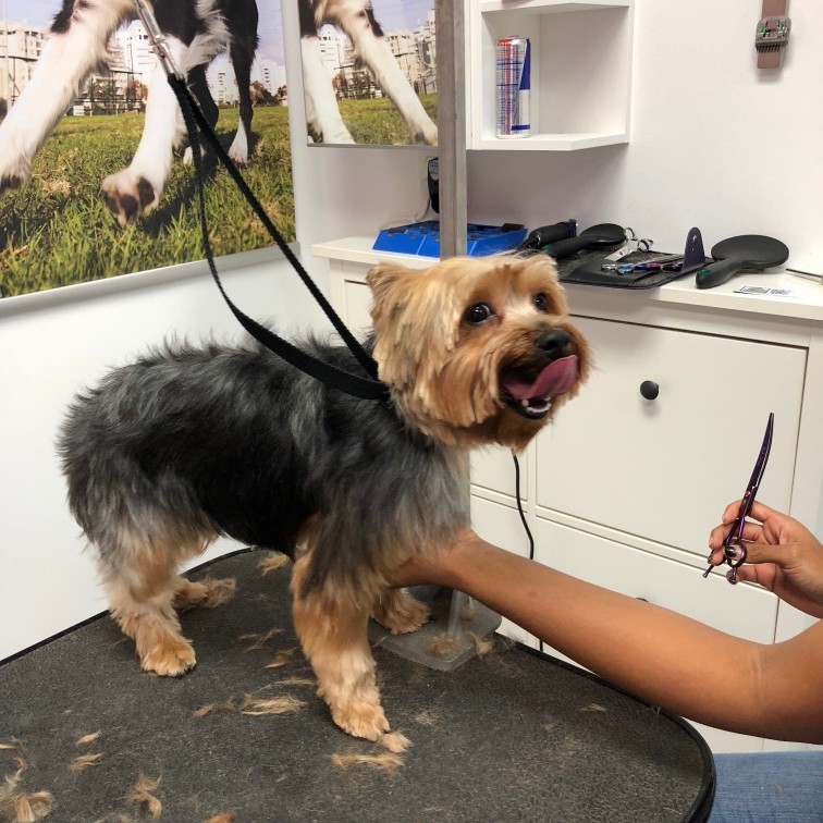 Splash and Dash Groomerie & Boutique Dog Grooming, Baton Rouge, LA