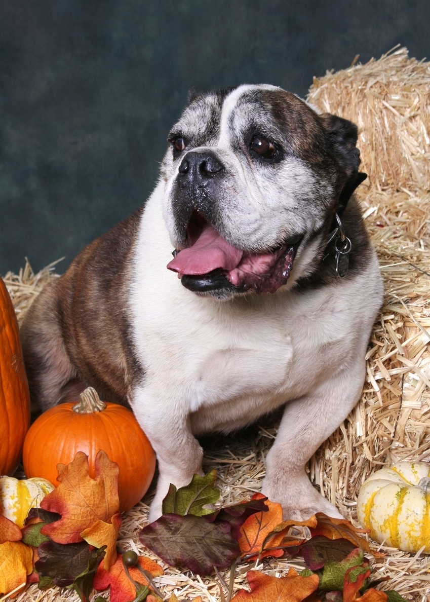 Does Pumpkin Help With Diarrhea In Dogs