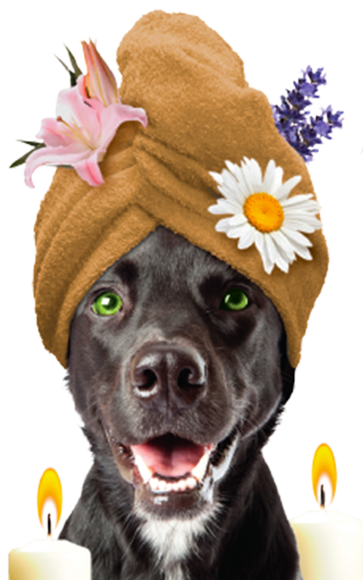 Aromatherapy Splash and Dash For Dogs