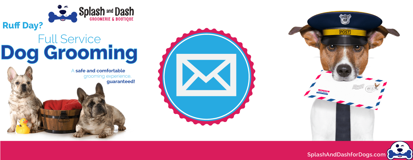 How to Effectively Email Market Your Pet Store Franchise