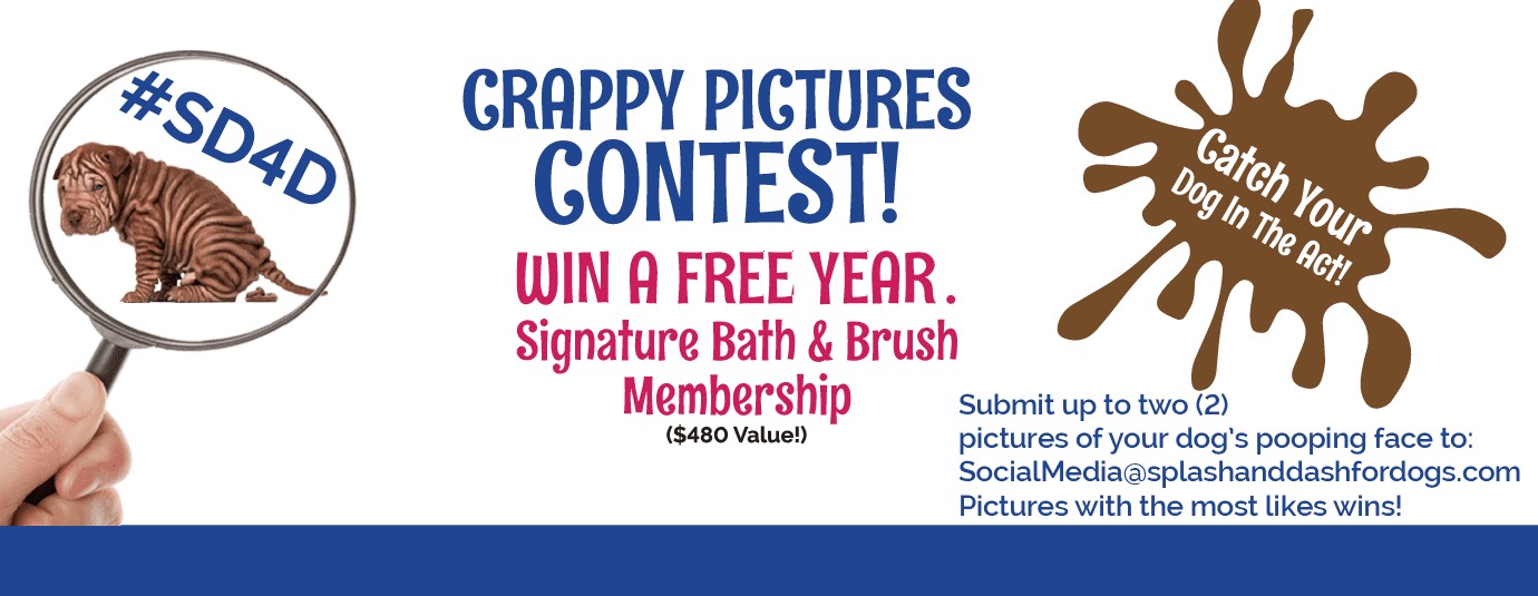 Crappy Pictures Win a Year’s Splash and Dash Membership