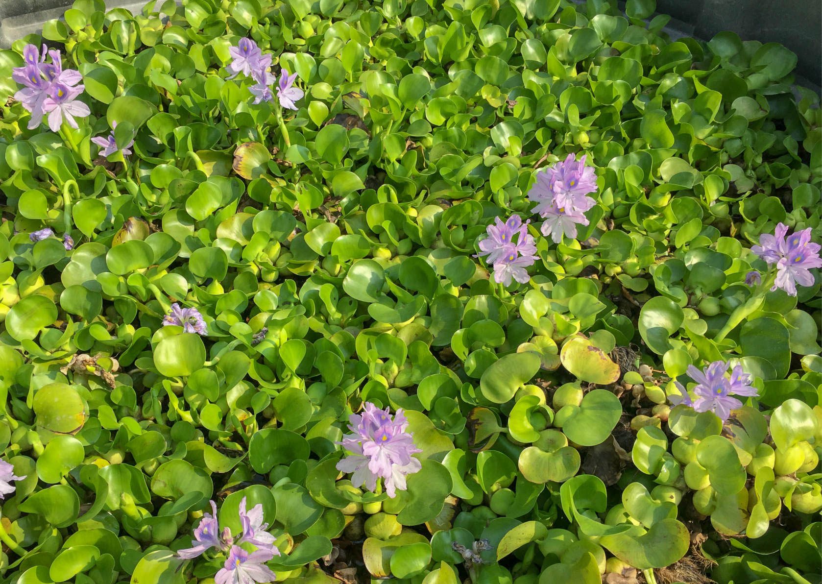 Water Hyacinths (AutoShip Available) Splash Plants