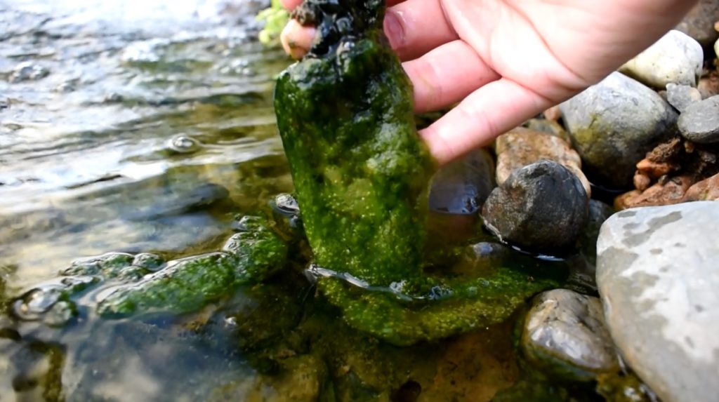 3 Ways to Deal with Spring String Algae Splash Supply CompanySplash
