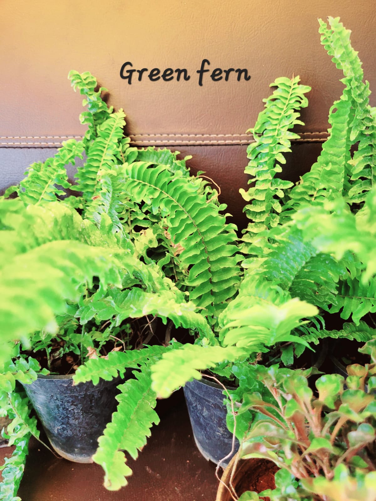 Green Fern Plant TP005 Splashy Fin Buy Aquarium Accessories