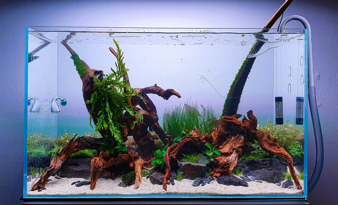 HOW TO PREPARE, CURE, AND PLACE DRIFTWOOD IN YOUR FRESHWATER AQUARIUM
