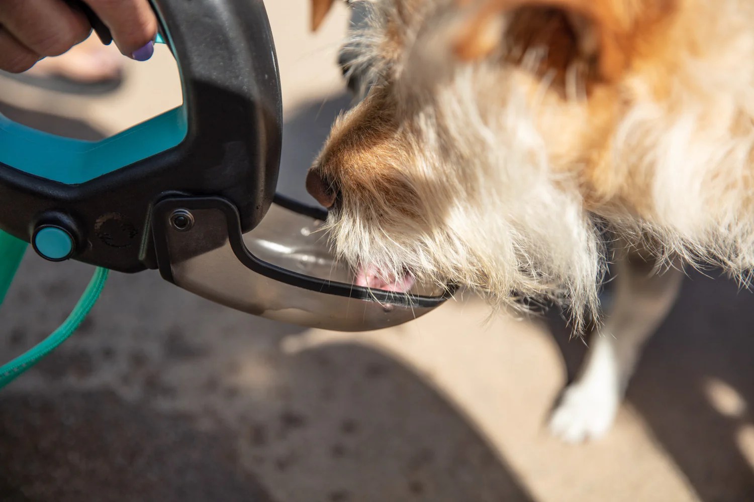 What to Look For In Portable Dog Water Bottles Spleash