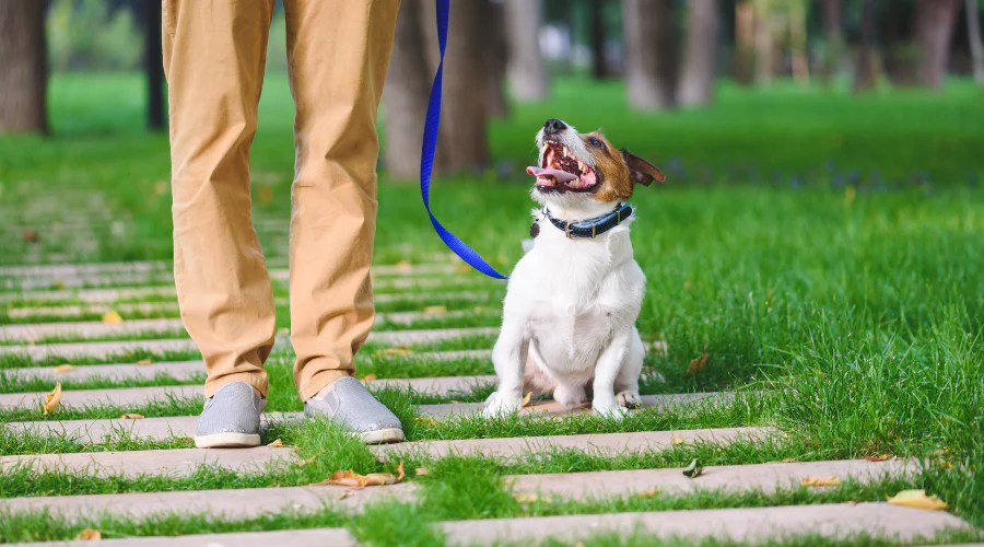 From Pulling to Polite Effective Techniques for Dog Leash Training