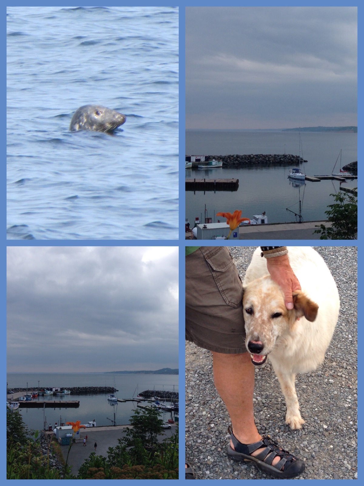 August 3rd, 4th Ballantyne’s Cove Port Hawkesbury Split Crow