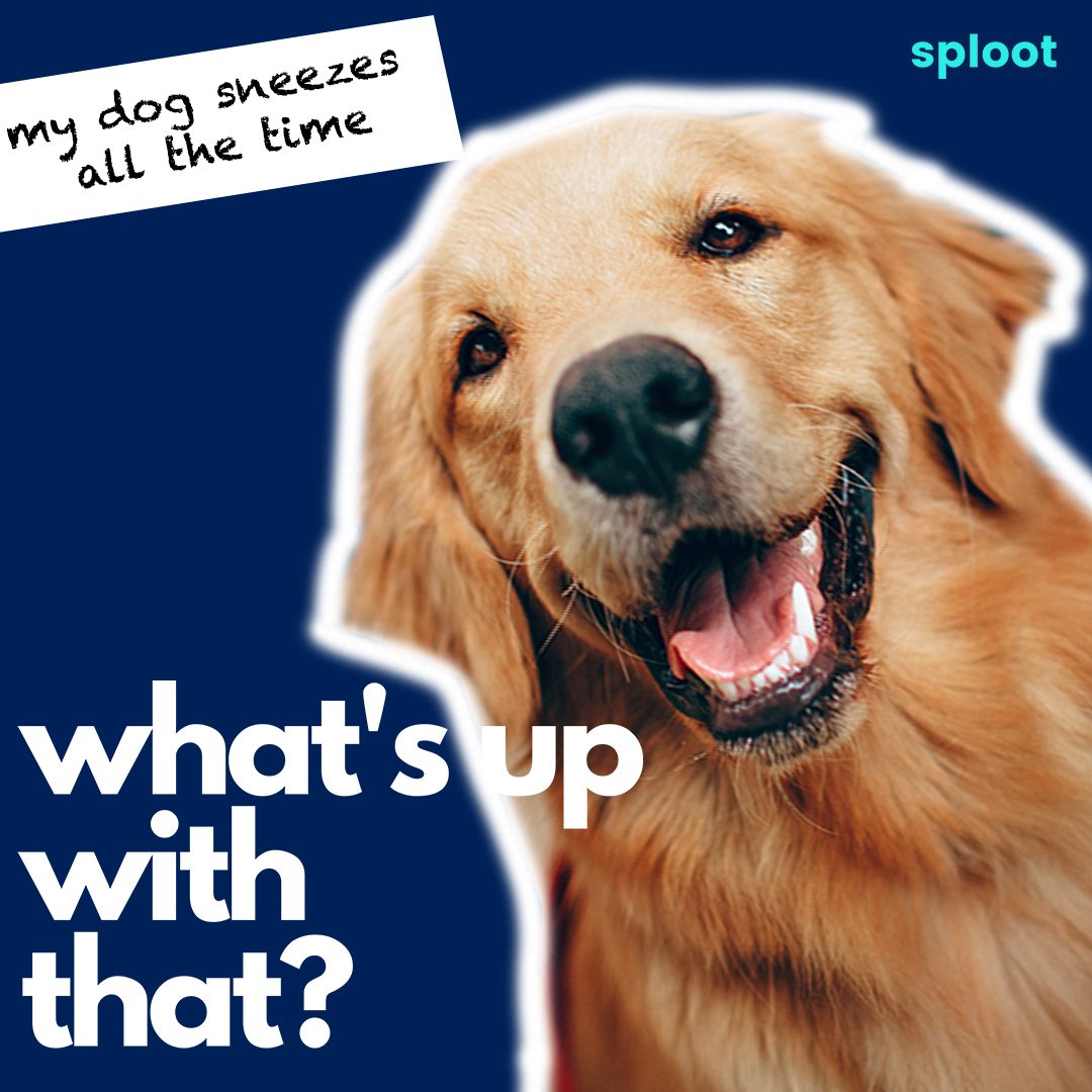 Why Do Dogs Sneeze? 5 Explanations You Need to Know content for pet