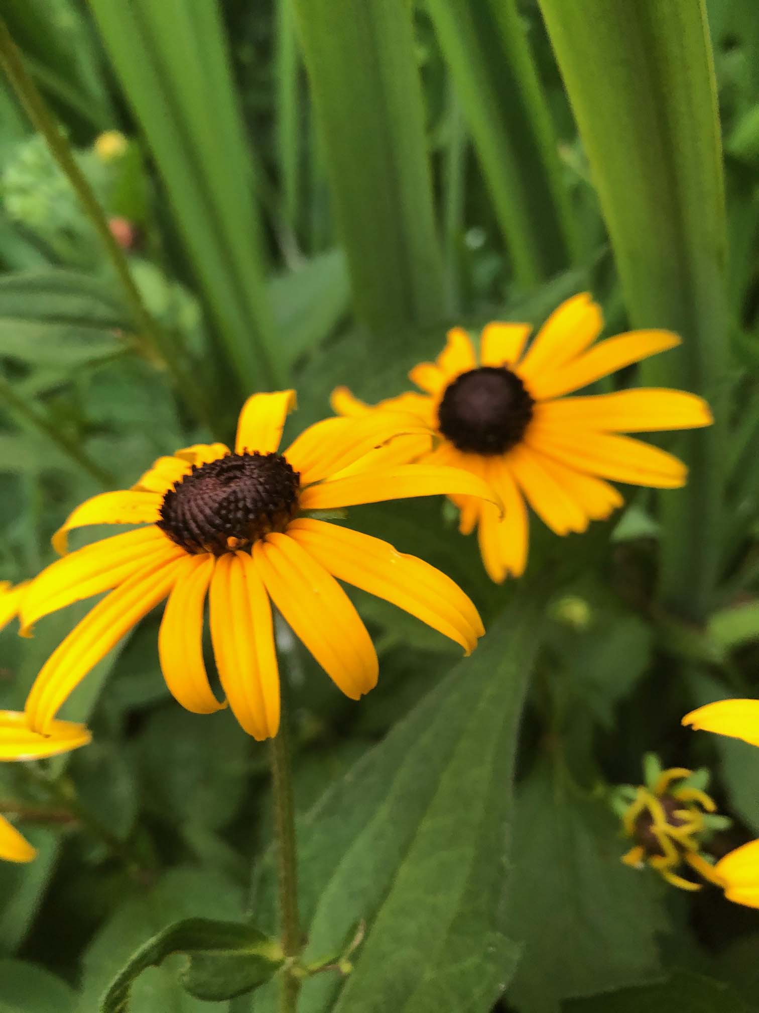 Our Nursery Middletown Delaware Nursery & Wholesale Plant Supplier