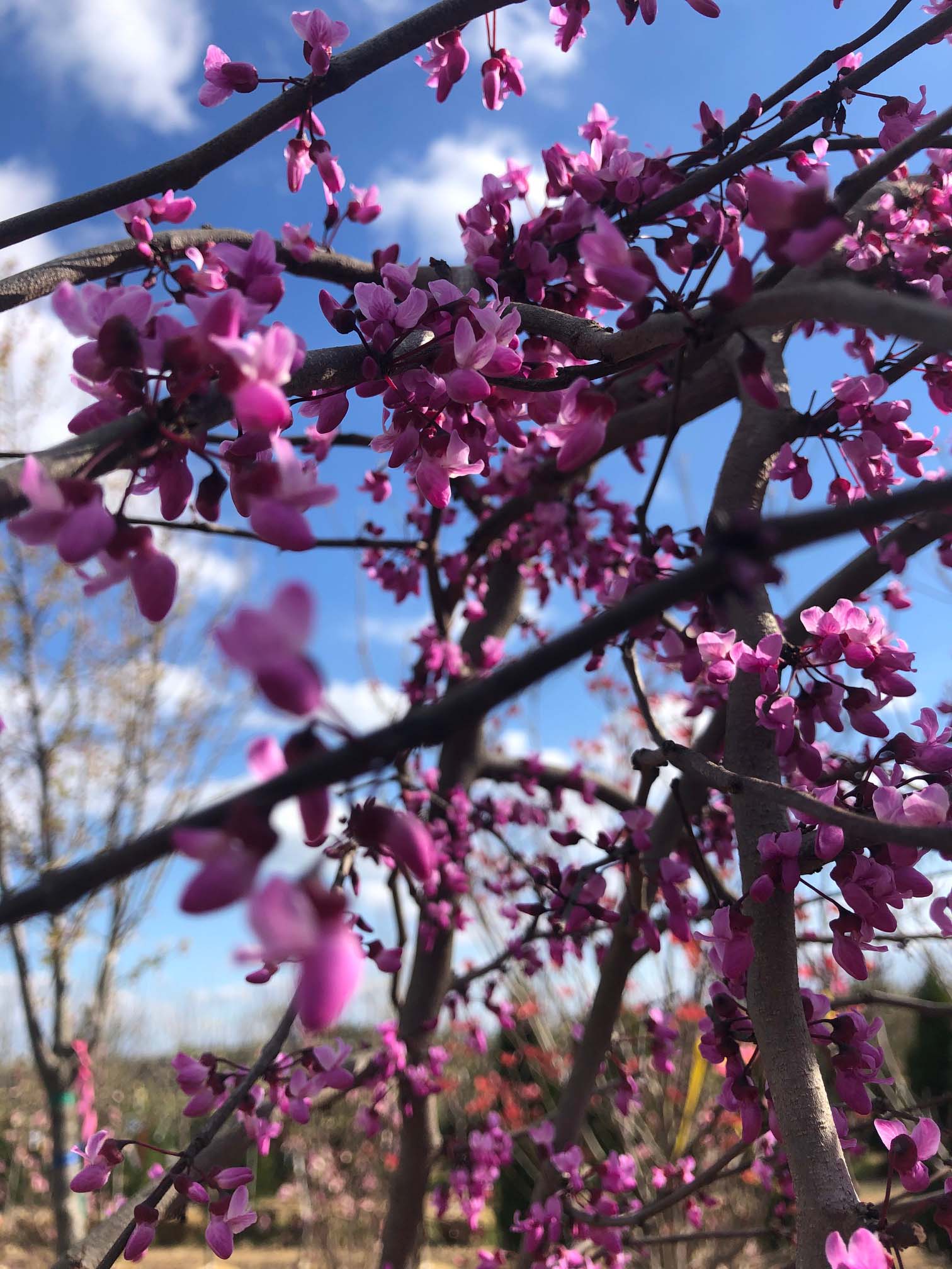 Our Nursery Middletown Delaware Nursery & Wholesale Plant Supplier