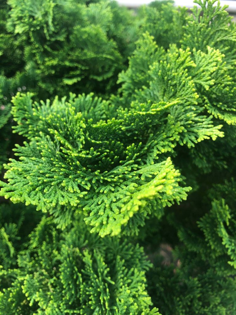 Our Nursery Middletown Delaware Nursery & Wholesale Plant Supplier