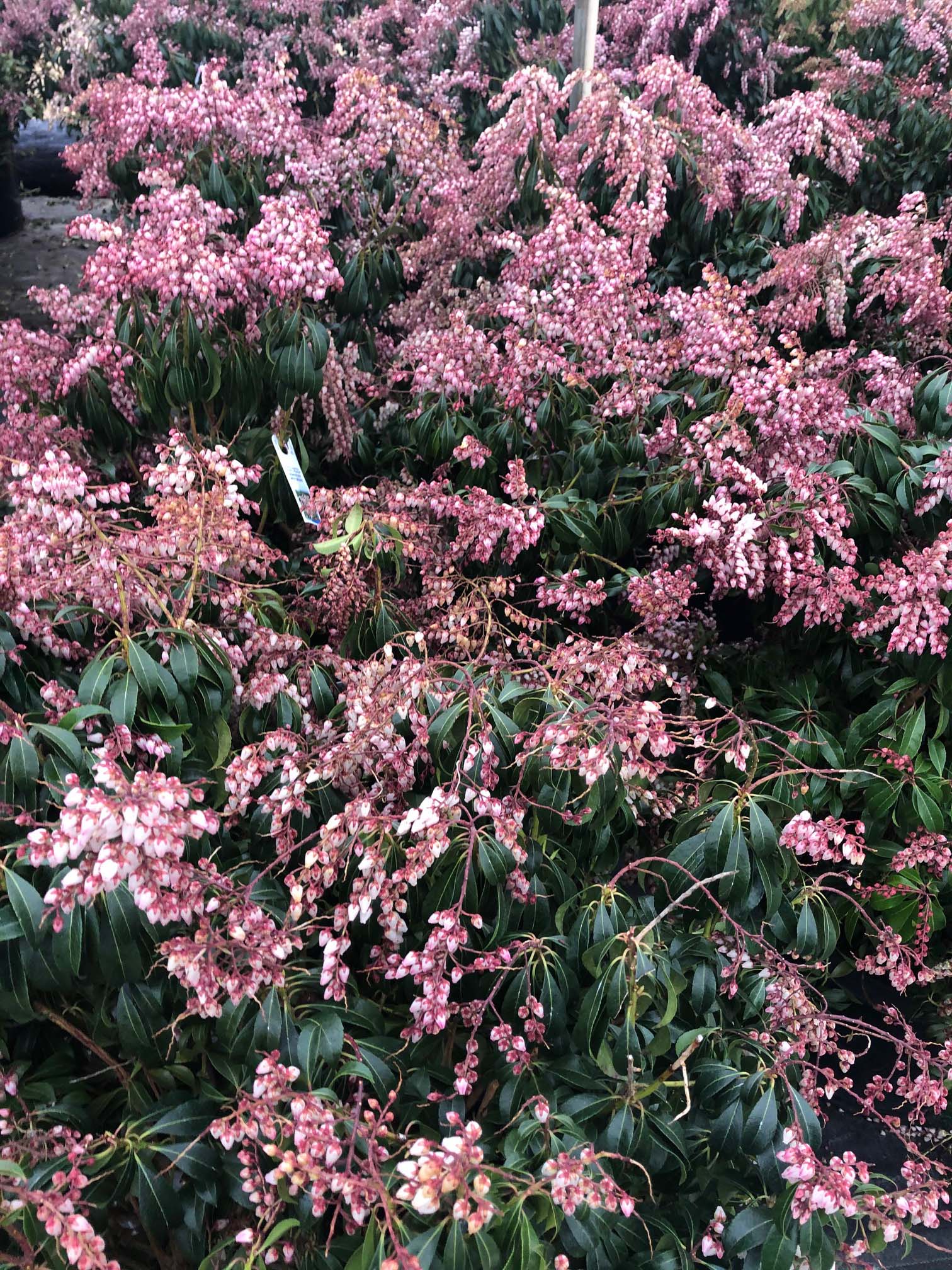 Our Nursery Middletown Delaware Nursery & Wholesale Plant Supplier