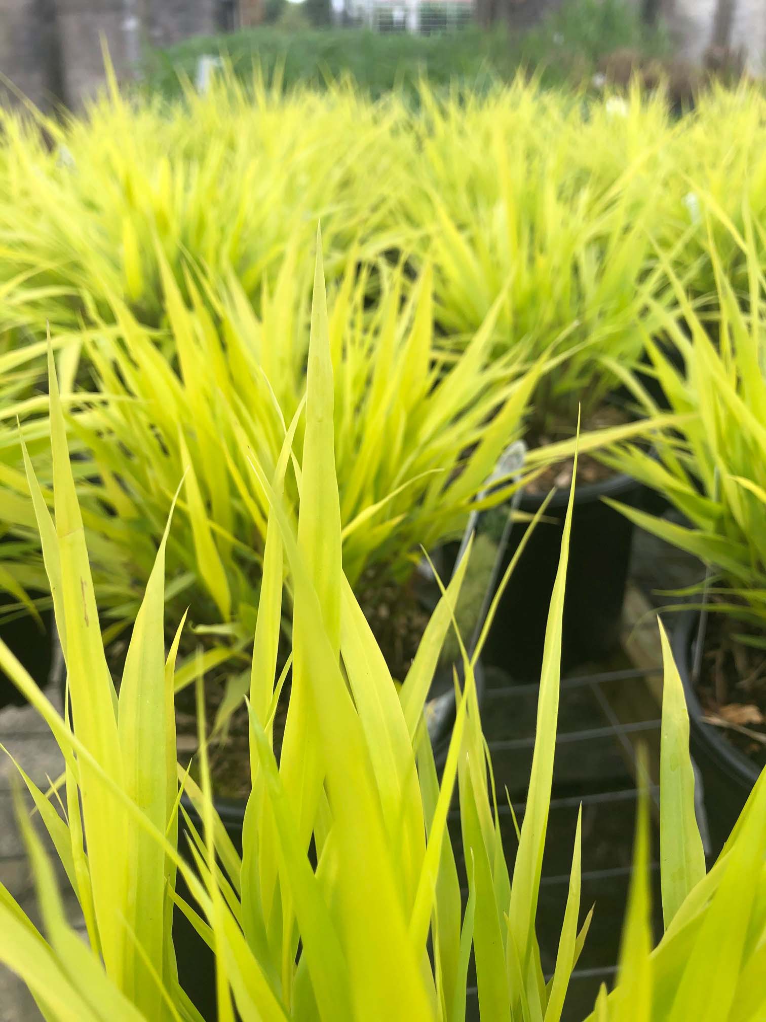 Our Nursery Middletown Delaware Nursery & Wholesale Plant Supplier