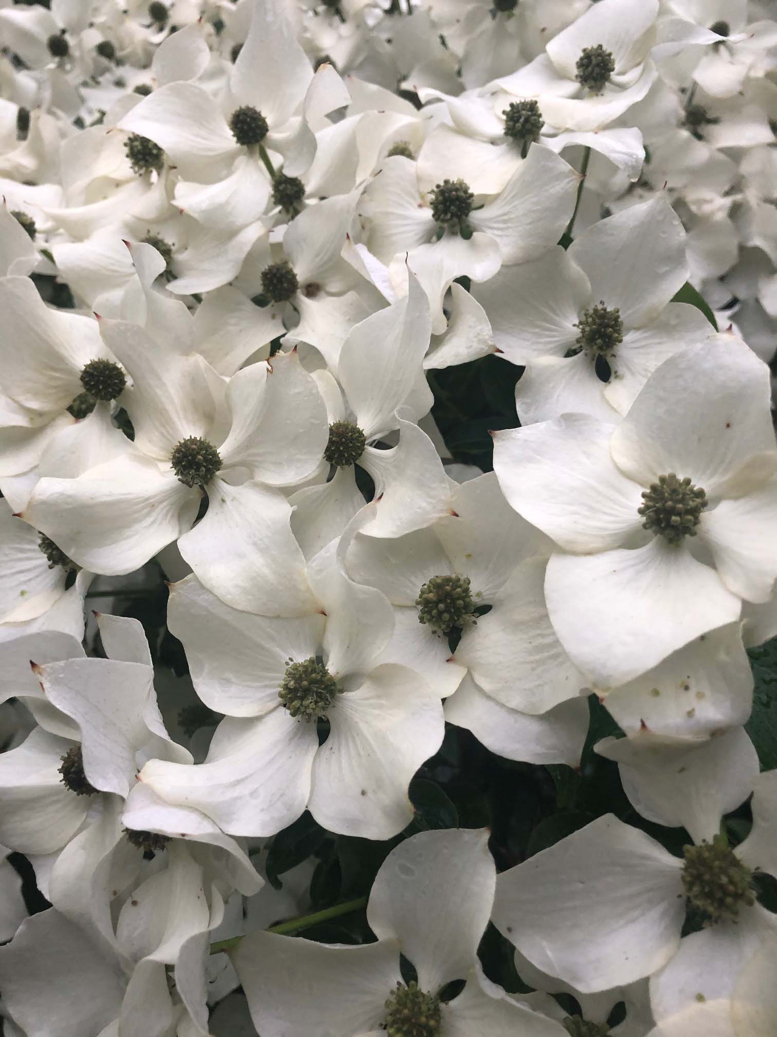 Our Nursery Middletown Delaware Nursery & Wholesale Plant Supplier