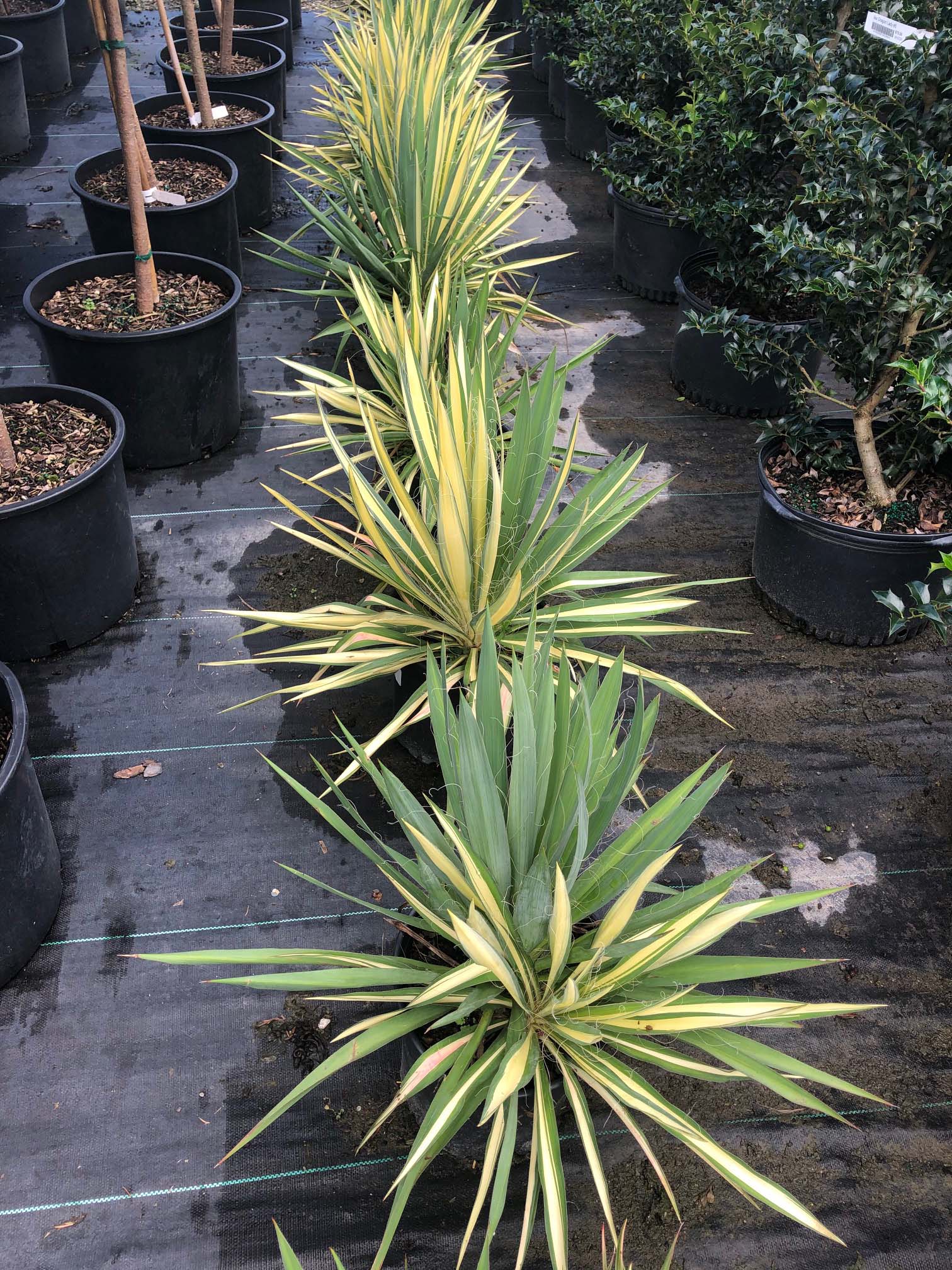 Our Nursery Middletown Delaware Nursery & Wholesale Plant Supplier