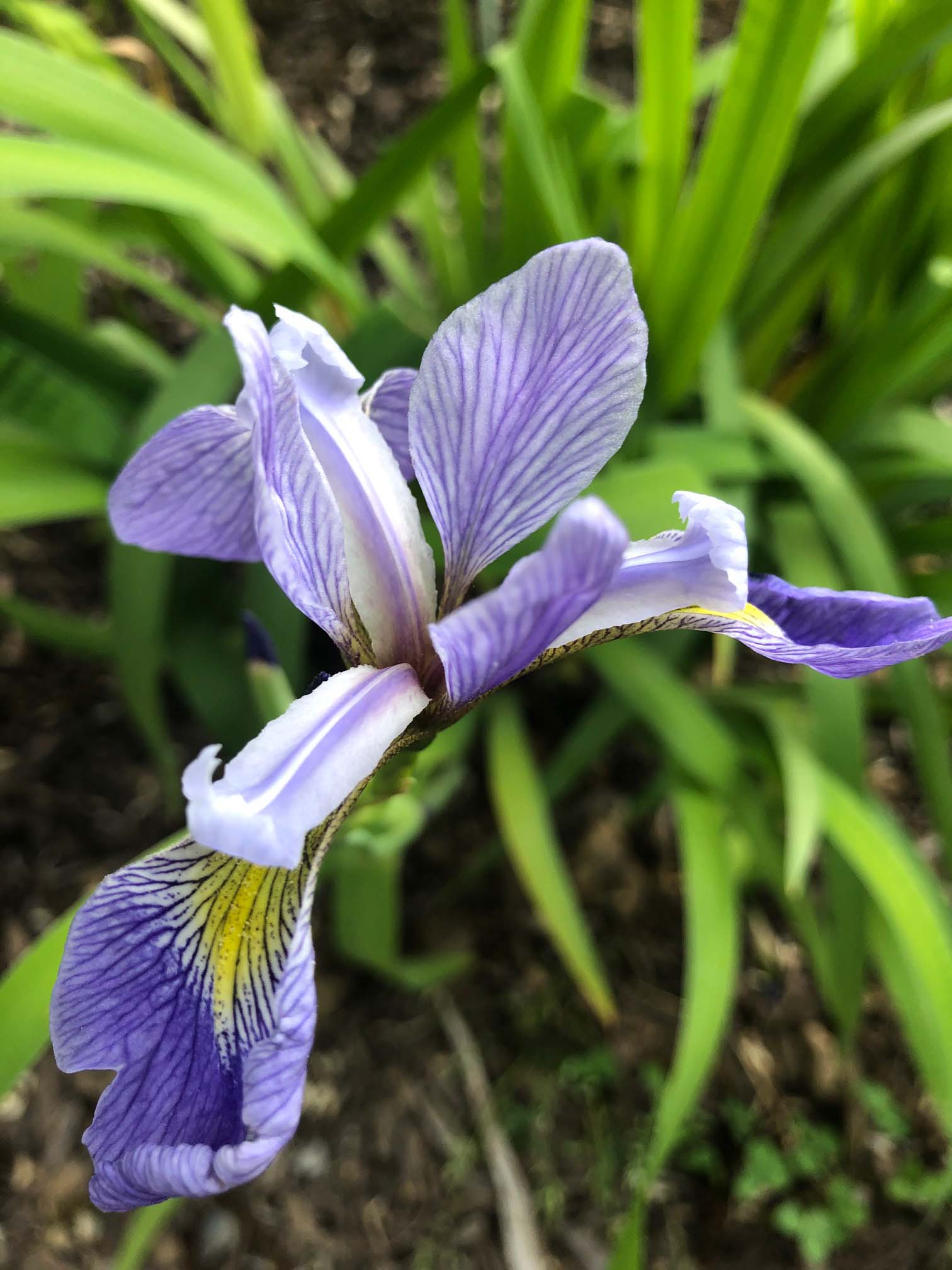 Our Nursery Middletown Delaware Nursery & Wholesale Plant Supplier