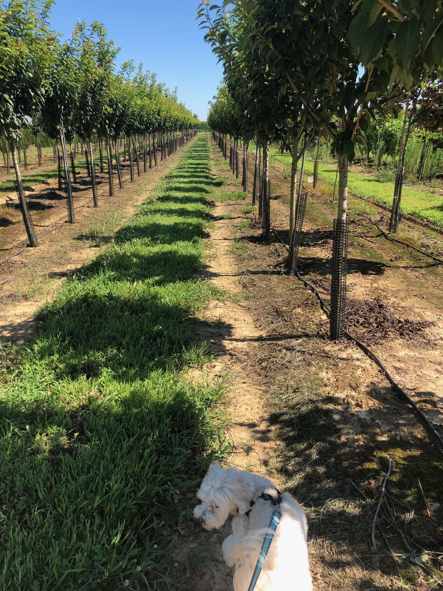 Our Nursery Middletown Delaware Nursery & Wholesale Plant Supplier