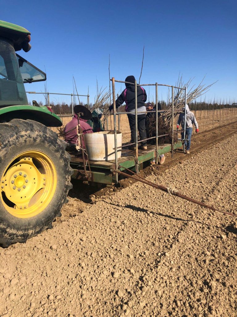 Our Nursery Middletown Delaware Nursery & Wholesale Plant Supplier