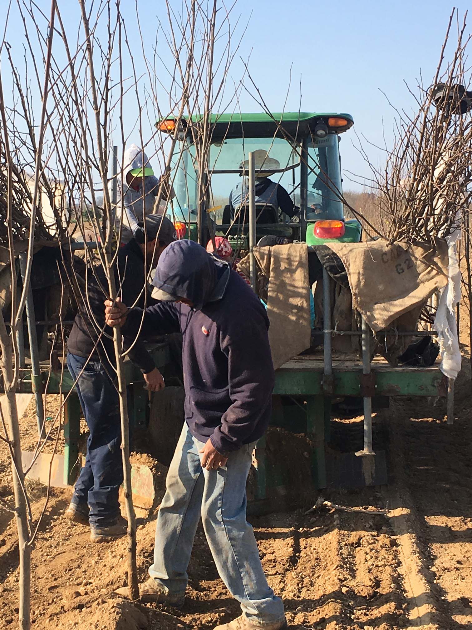 Our Nursery Middletown Delaware Nursery & Wholesale Plant Supplier