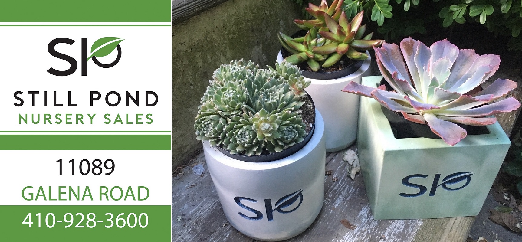 Middletown Delaware Nursery & Wholesale Plant Supplier Stillpond