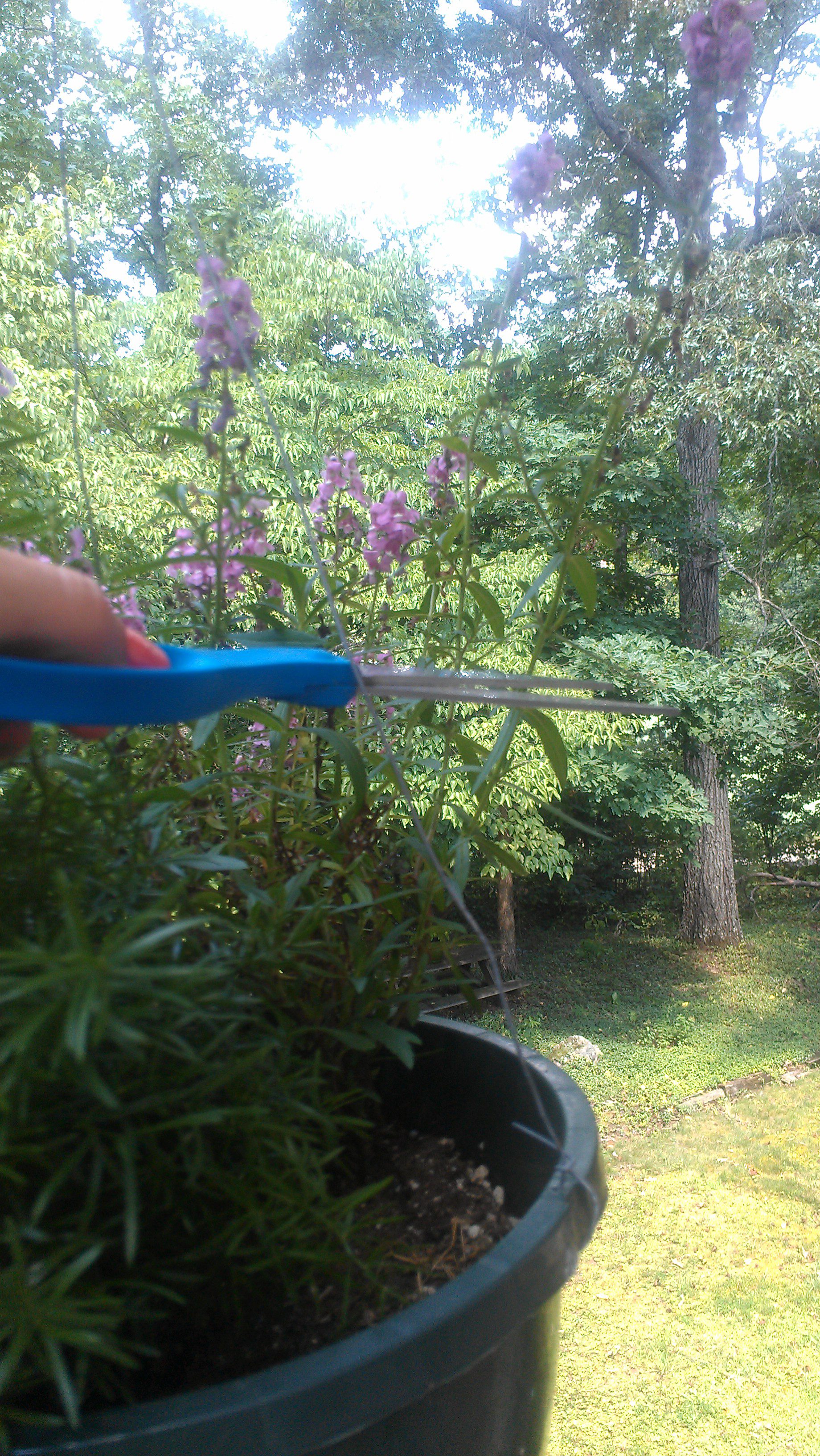 Don’t Be A Whack Job, Learn How To Dead Head and Trim Back Annuals