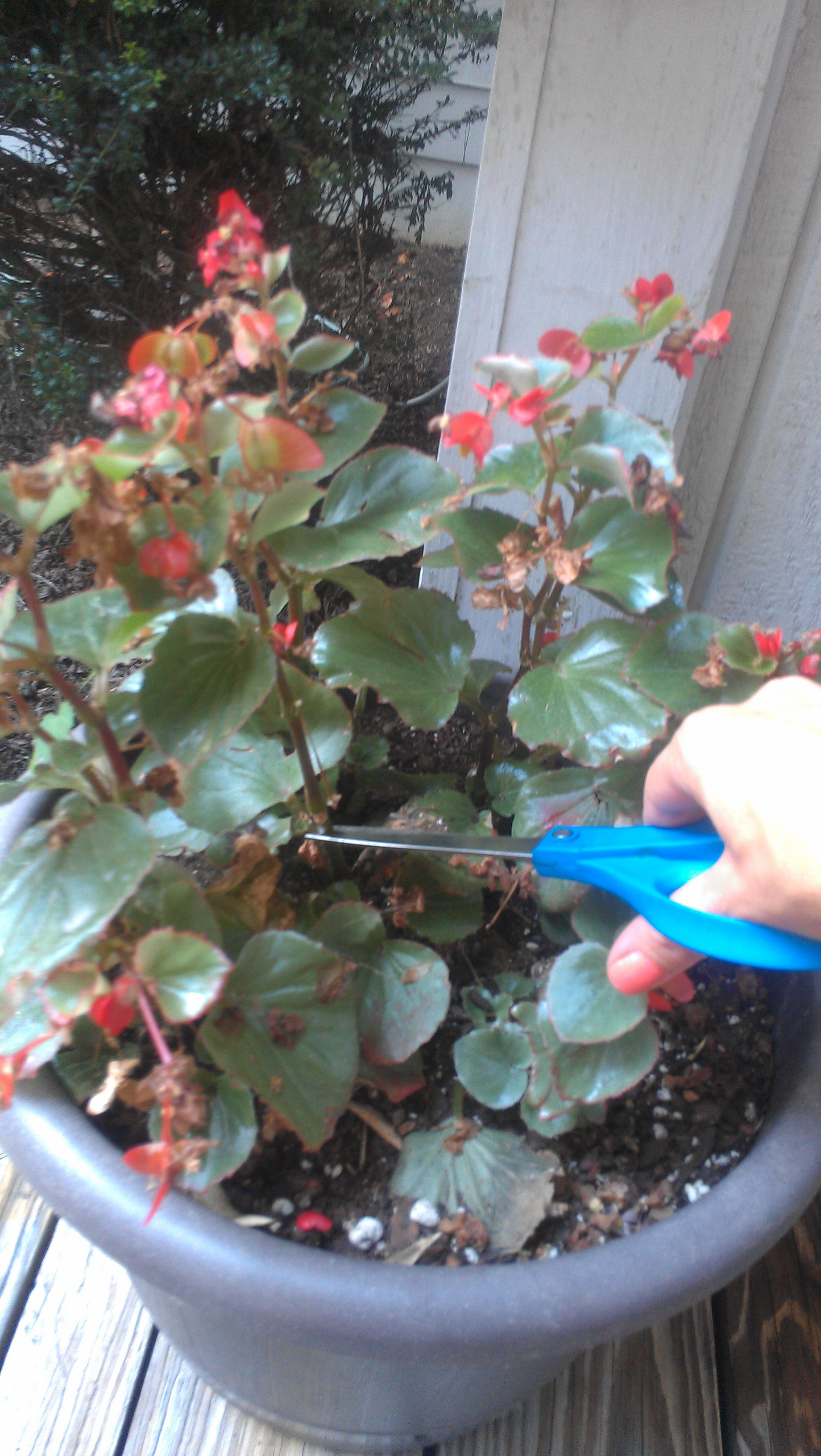 Don’t Be A Whack Job, Learn How To Dead Head and Trim Back Annuals