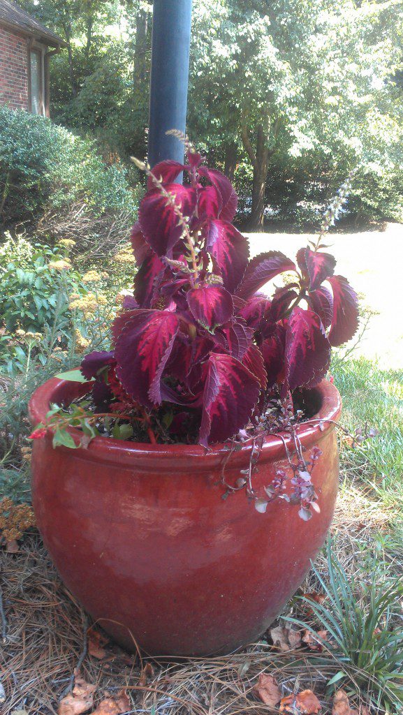 Don’t Be A Whack Job, Learn How To Dead Head and Trim Back Annuals