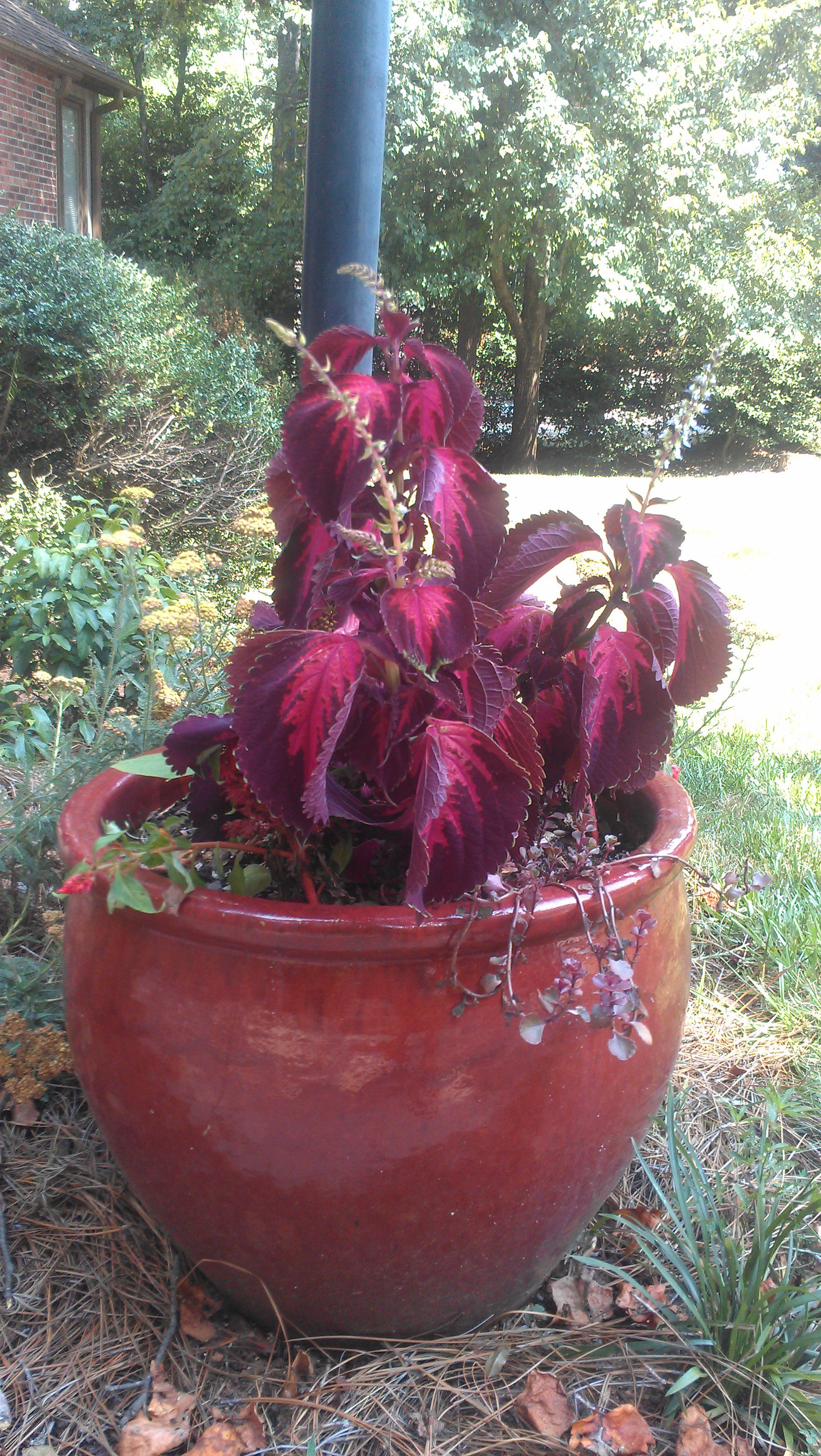 Don’t Be A Whack Job, Learn How To Dead Head and Trim Back Annuals