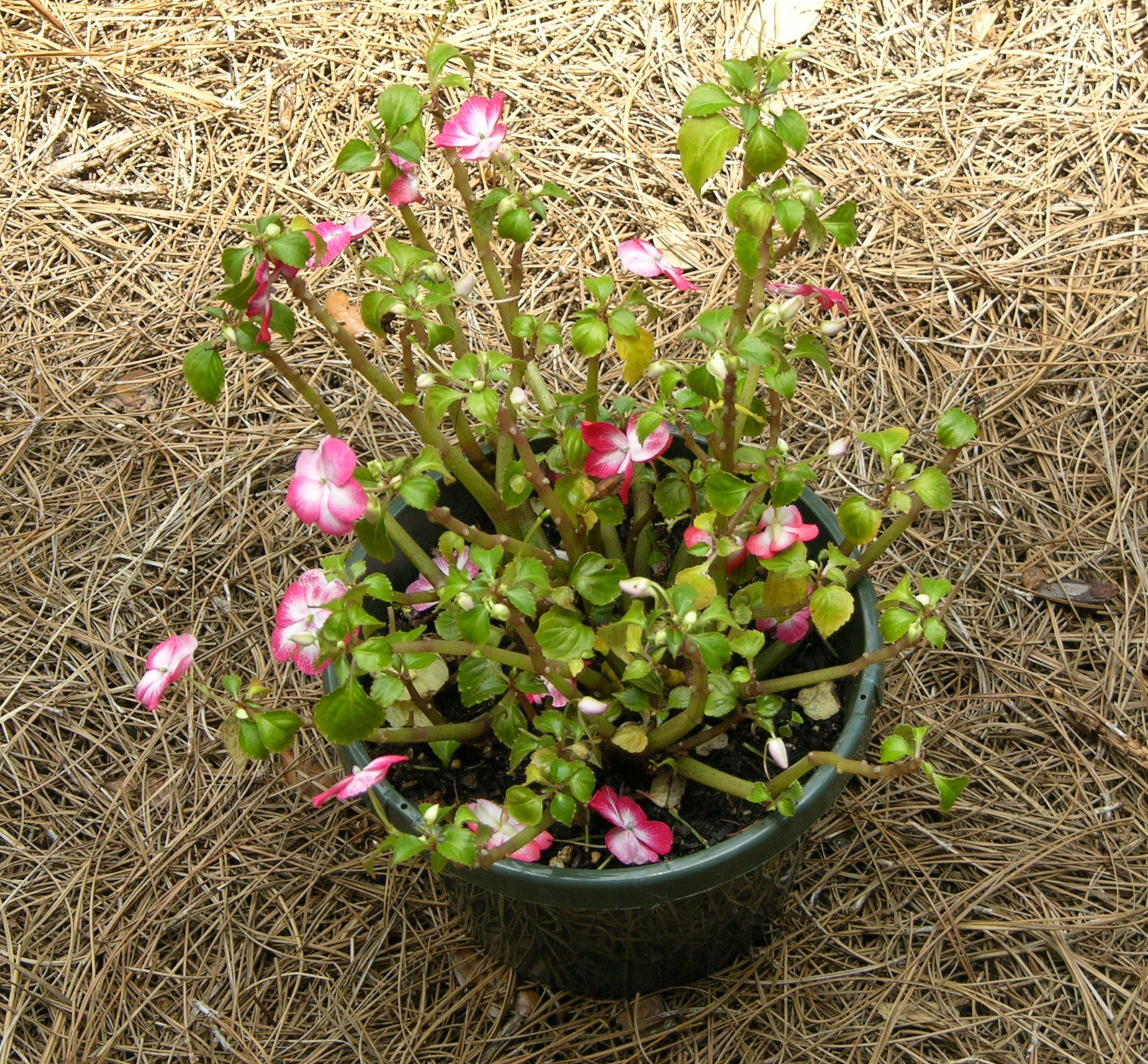 Don’t Be A Whack Job, Learn How To Dead Head and Trim Back Annuals