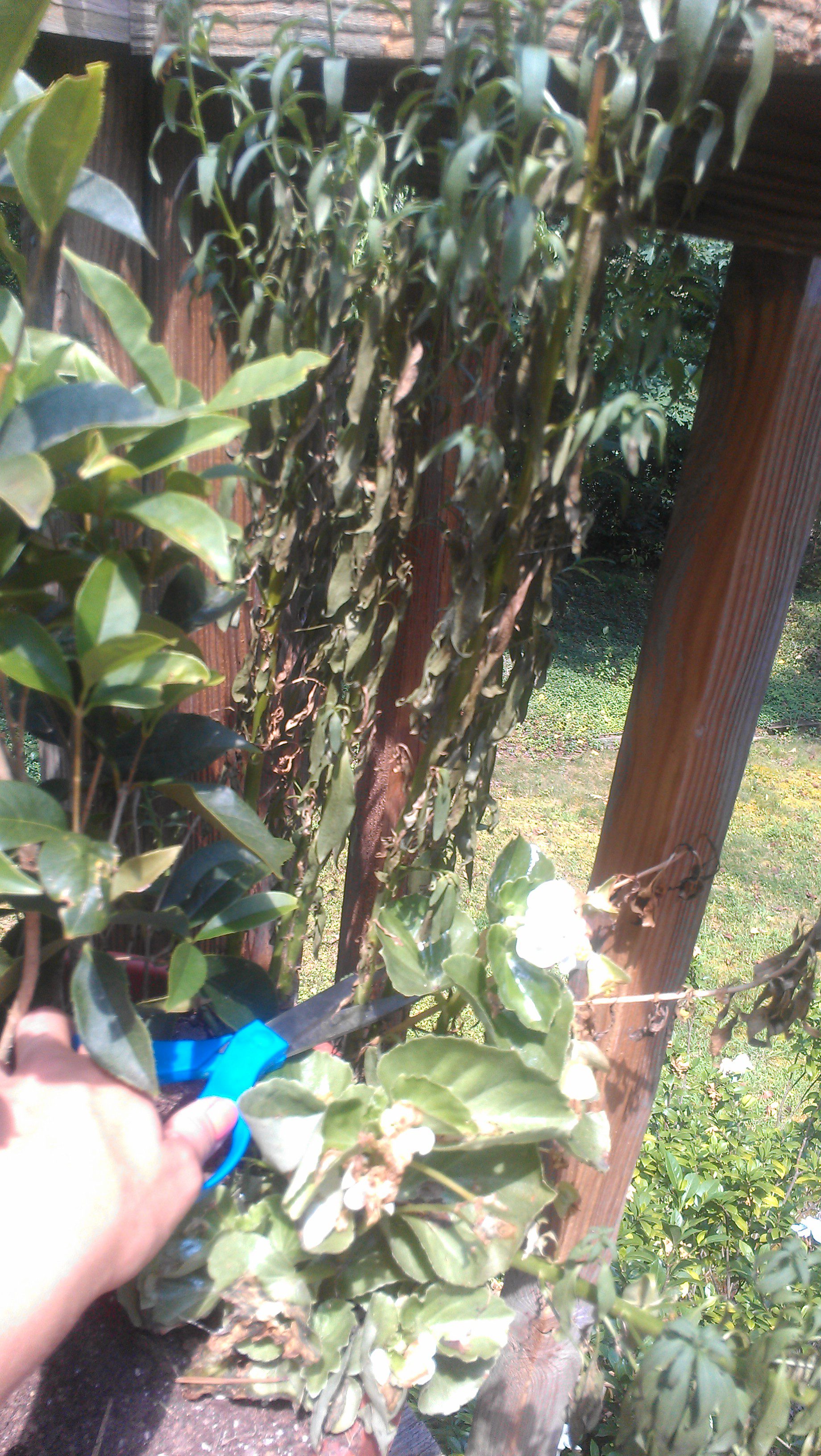 Don’t Be A Whack Job, Learn How To Dead Head and Trim Back Annuals