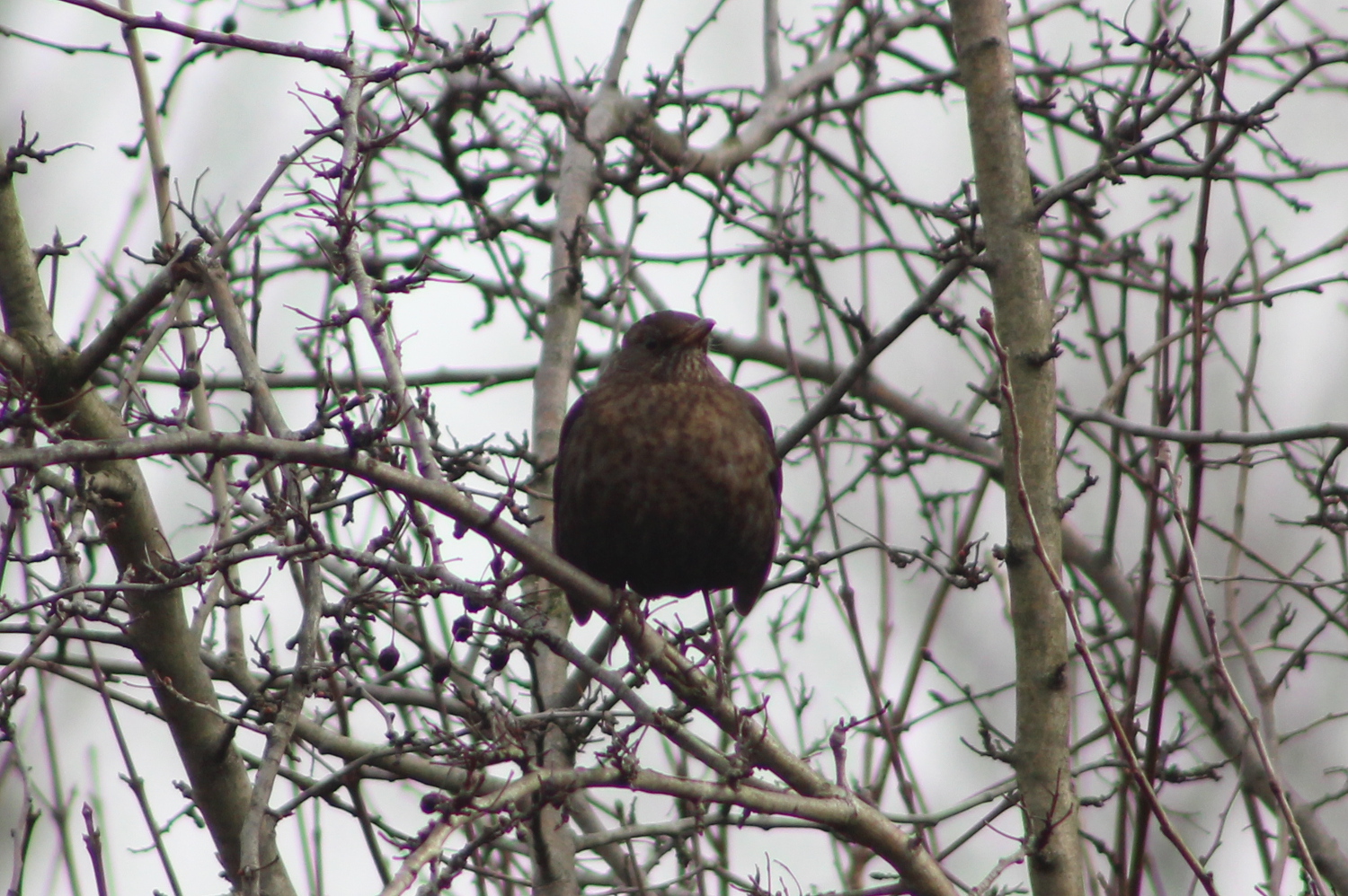 Litter & Birds Spocki's World