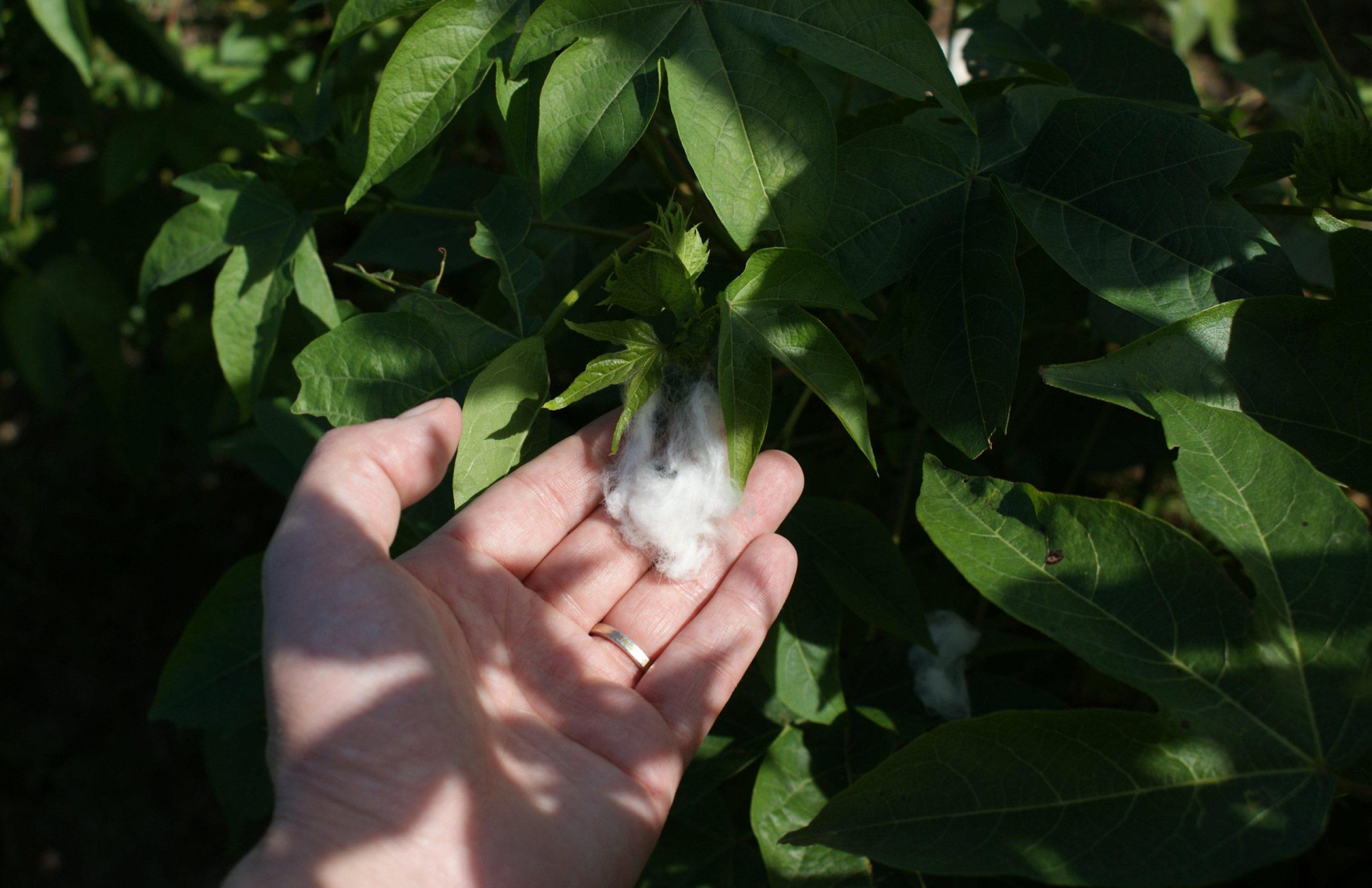 Experience Sea Island Cotton Yarn The world’s finest cotton