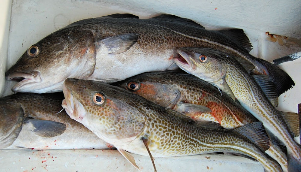 Fish Dogs Can Eat and Fish Harmful to Dogs Spoiled Hounds