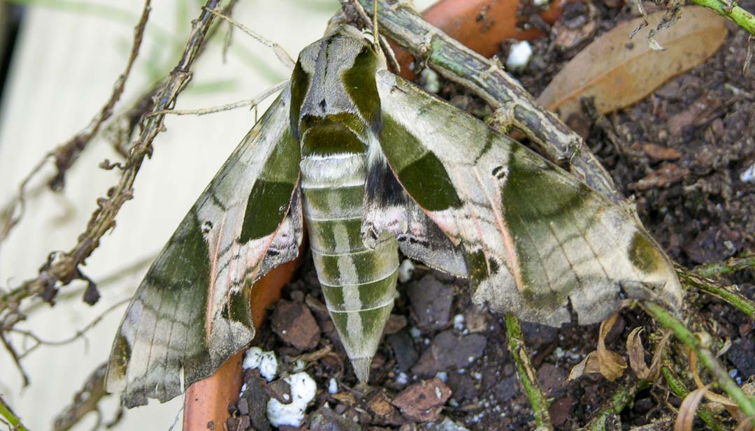 Can Dogs Eat Bugs? Insects Your Dog Can and Cannot Eat