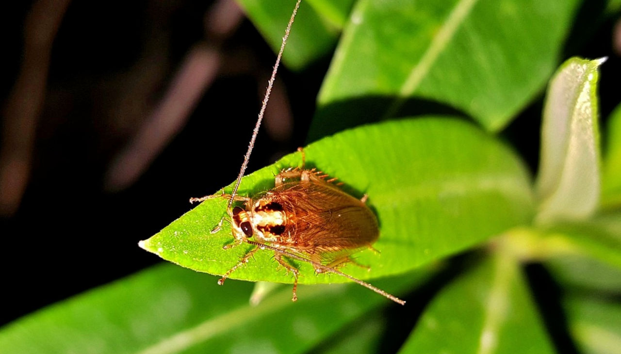 Can Dogs Eat Bugs? Insects Your Dog Can and Cannot Eat