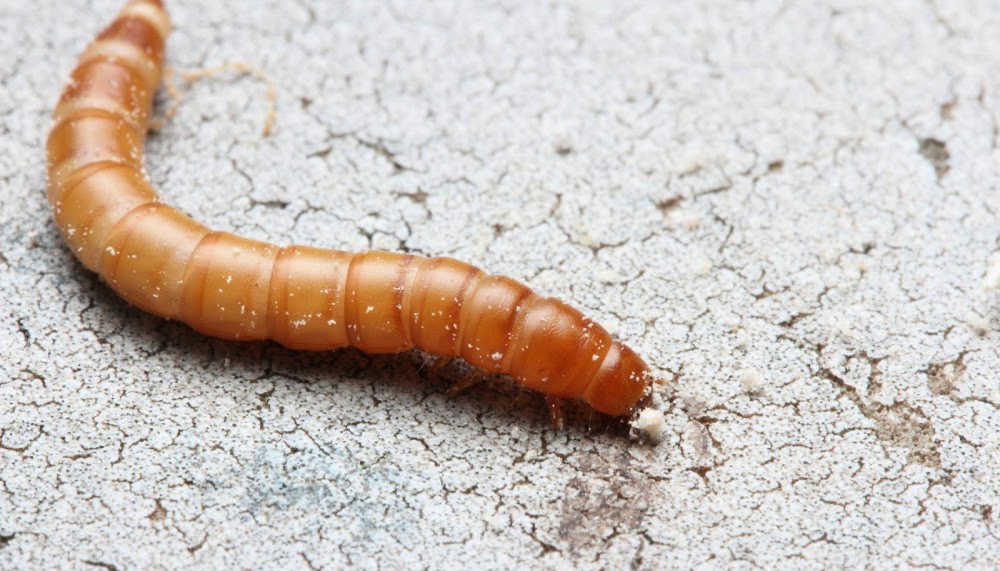 Can Dogs Eat Bugs? Insects Your Dog Can and Cannot Eat