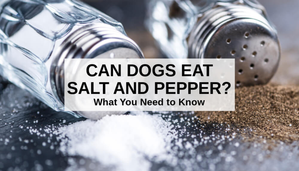 Can Dogs Eat Salt and Pepper? What You Need to Know
