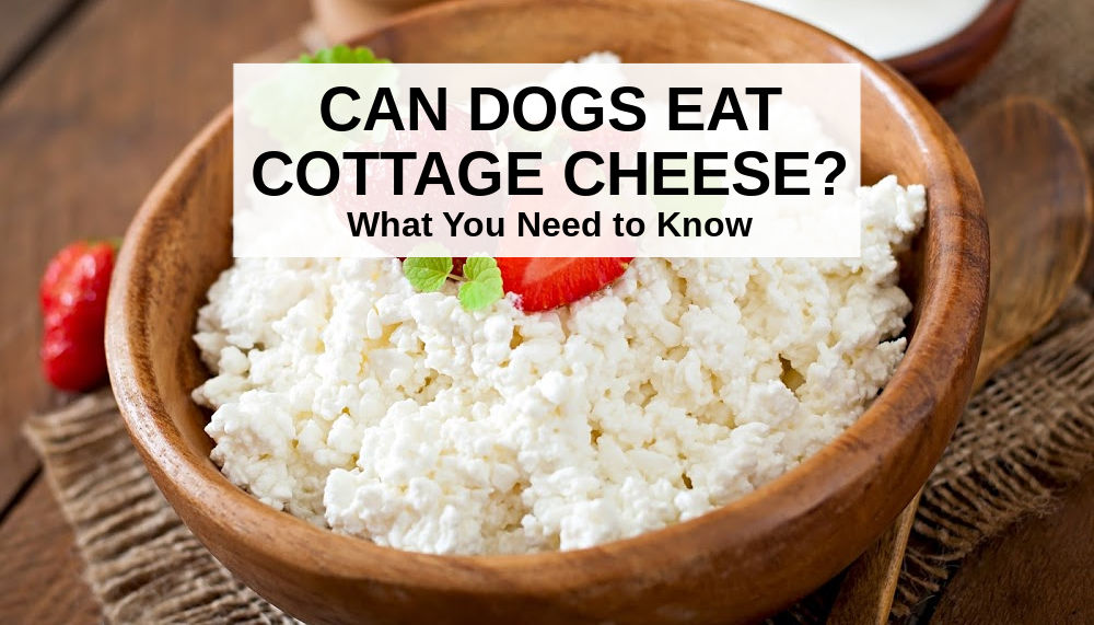Can Dogs Eat Cottage Cheese? What You Need to Know Spoiled Hounds